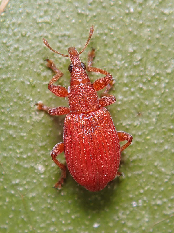 Apionidae: Apion frumentarium o cruentatum?  Apion frumentarium